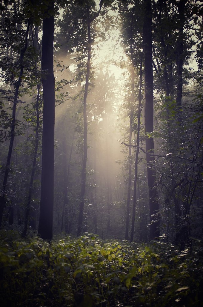 Grafenberger Wald